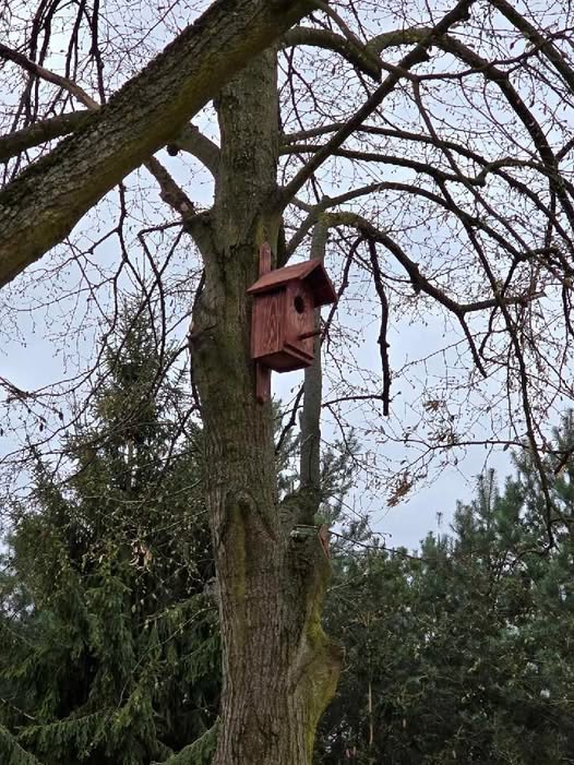 Może być zdjęciem przedstawiającym drzewo